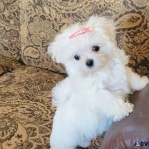Pure Maltese Puppies available for sale.