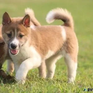 Well Socialized Shiba Inu Puppies For Sale
