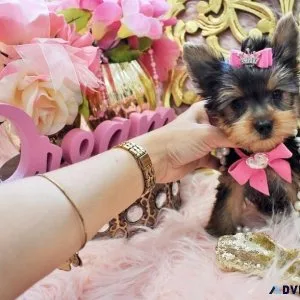 Healthy Teacup Yorkie puppies for sale.
