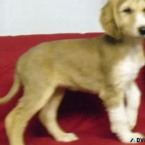 Lovely Afghan Hound Puppies For Sale