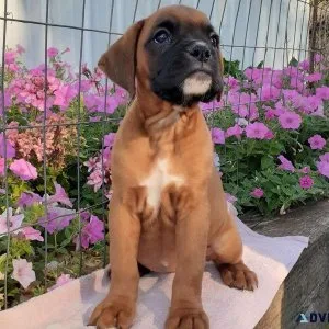 Bobtails Angels Boxers Puppies