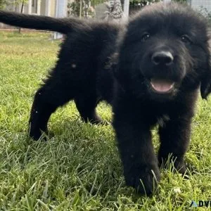 Well Socialized Newfoundland Puppies available