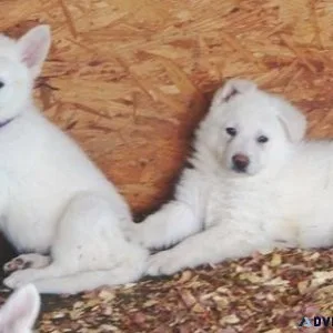 Well Socialized White Shepherd Puppies For Sale.