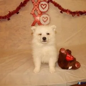 Top Quality Boys and Girls American Eskimo Dog Puppies for Sale