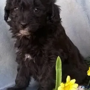Cutest Aussiedoodle Puppies for sale