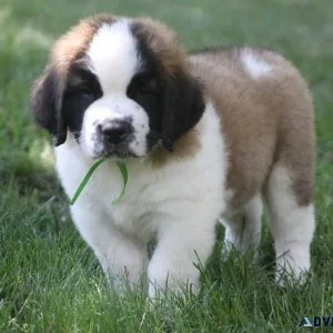 Well Socialized Saint Bernard Puppies For Sale