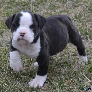 Gorgeous American Bulldog Puppies For Sale.