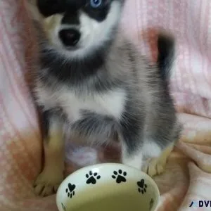 Beautiful Alaskan Klee Kai Puppies For Sale