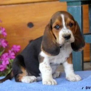 Healthy Basset Hound Puppies for sale