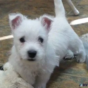 Excellent West Highland White Terrier Puppies