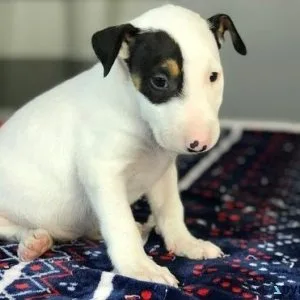 Attractives Bull Terrier Puppies