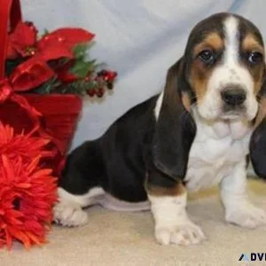 Basset Hound Puppies For Sale