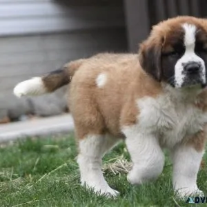 Well Socialized AKC Saint Bernard Puppies for sale.