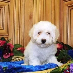 Top Quality Bulky Snow Bichon Frise Puppies For Xmas