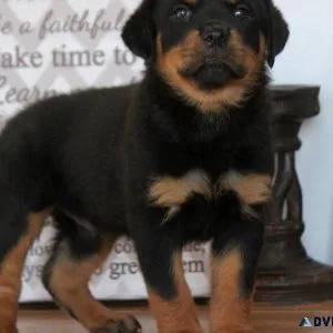 Gorgeous Rottweiler Puppies for sale.