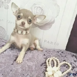Chihuahua Puppies For Sale