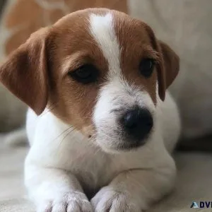 Registered Jack Russell Terrier Puppies