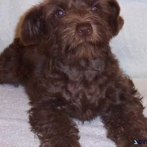 Miniature Schnauzer Puppies
