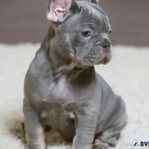 Amazing Male and Female French Bulldog Puppies