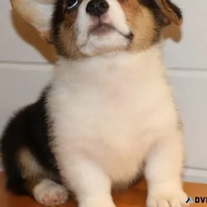 Pemborke Welsh Corgie Puppies