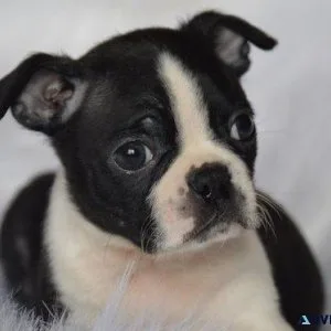 Boston Terrier Puppies For Sale
