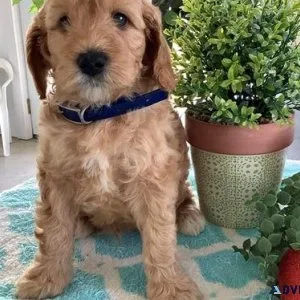 Goldenoodle Puppies