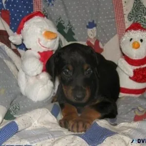Doberman Pinscher Puppies
