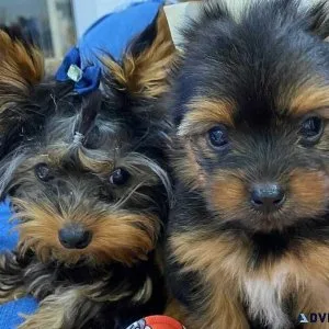 Tcup Yorkskire Terrier Puppies For Sale