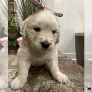 English Cream Golden Retriever Puppy