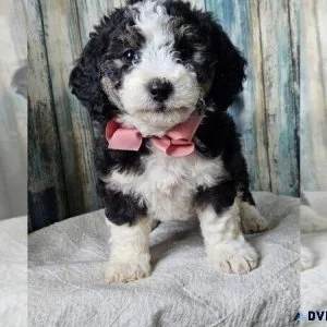 Bernedoodle Puppy (Miniature)