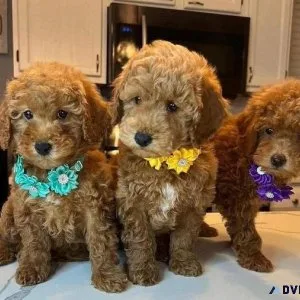 Toy Poodle Puppies