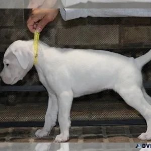 Dogo Argentino Puppy