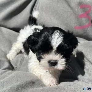 Shih Tzu Puppy Available