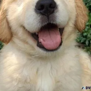 Green Field Golden Retrievers puppies