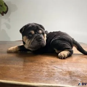 Chinese Sharpie Puppy