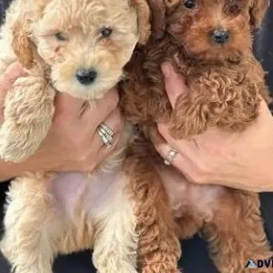 Beautiful Miniature Poodle Puppies