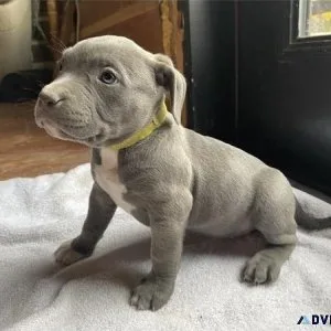 American Bulldog Puppy