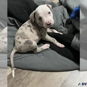 American Pit Bull Terrier Puppy