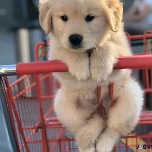 Golden Retriever Puppies