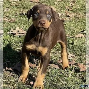 Doberman Pinscher Puppy