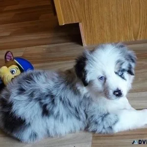 Affordable Australian Shepherd