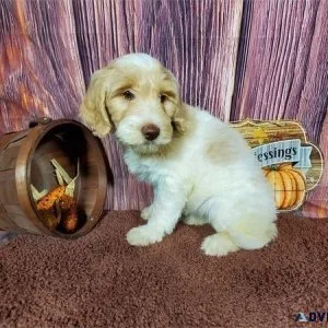 Female Goldendoodle Puppy