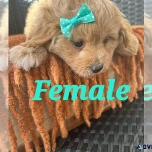 Loving Pom-A-Poo Puppy
