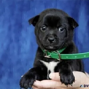 Jug-Shiba Inu Mix