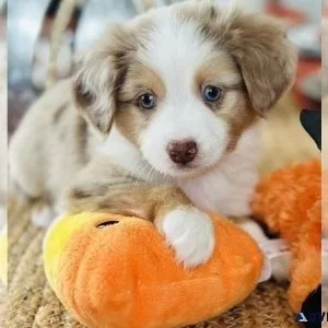 Miniature Australian Shepherd Puppy