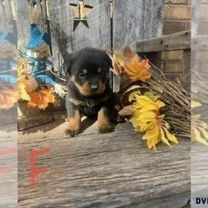 Rottweiler Puppy