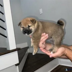 Shiba Inu Puppy