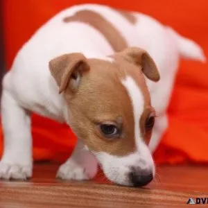 Jack Russell Terriers.