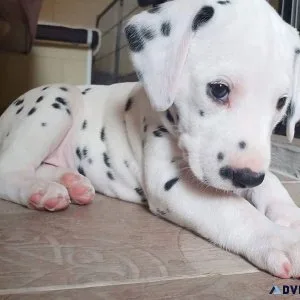 Dalmatian Puppies for Sale