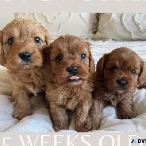 Find Your Ideal Companion Toy Cavoodles for Sale